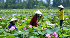 Gợi Nhớ Quê Hương - Đàn Nhị