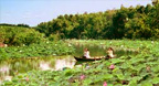 Điệu Đàn Tri Âm - Tiếng đàn phương nam