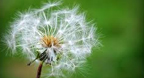 Nature’s Ballet - Dan Gibson’s Solitudes