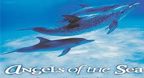Angels Of The Sea - Dan Gibson’s Solitudes