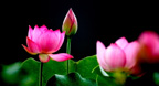 Nhạc thiền Vol.5