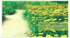 Heartstrings - Yuhki Kuramoto (2005)