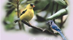 Bird Song - Bandari